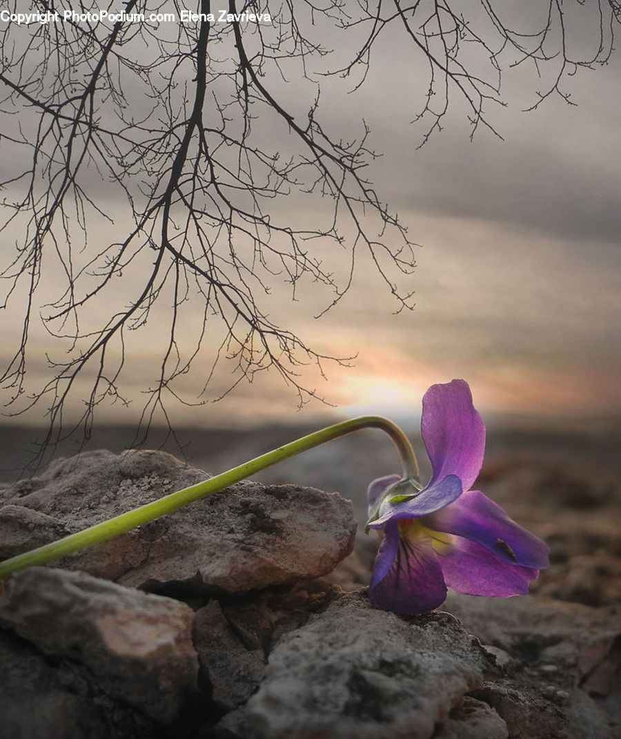 Blossom, Crocus, Flora, Flower, Plant, Violet, Flower Arrangement