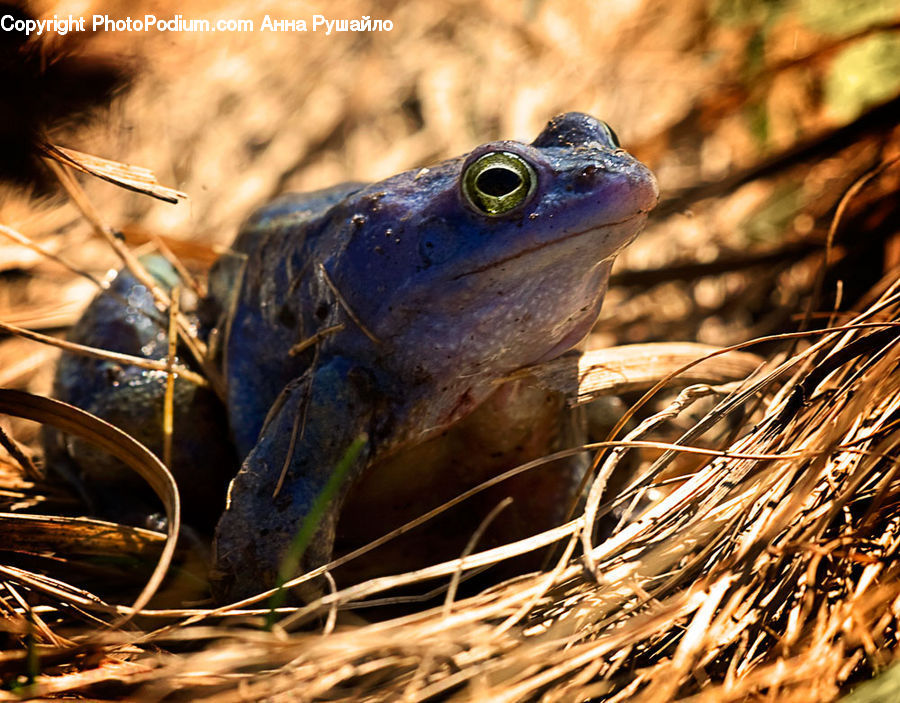 Amphibian, Frog, Wildlife, Field, Grass, Grassland, Plant