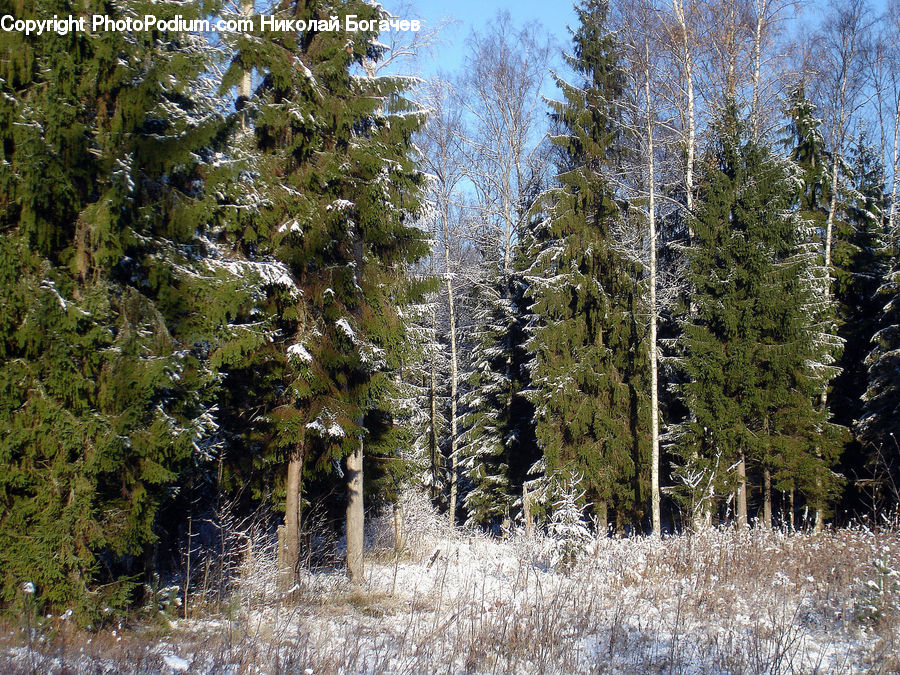 Conifer, Fir, Spruce, Wood, Plant, Tree, Forest