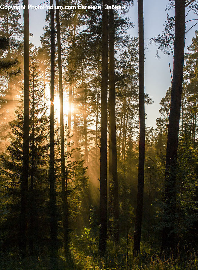 Forest, Vegetation, Plant, Potted Plant, Grove, Land, Flare