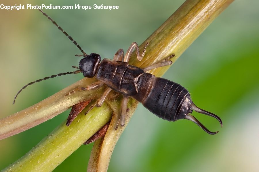 Cricket Insect, Grasshopper, Insect, Invertebrate, Bee, Hornet, Wasp