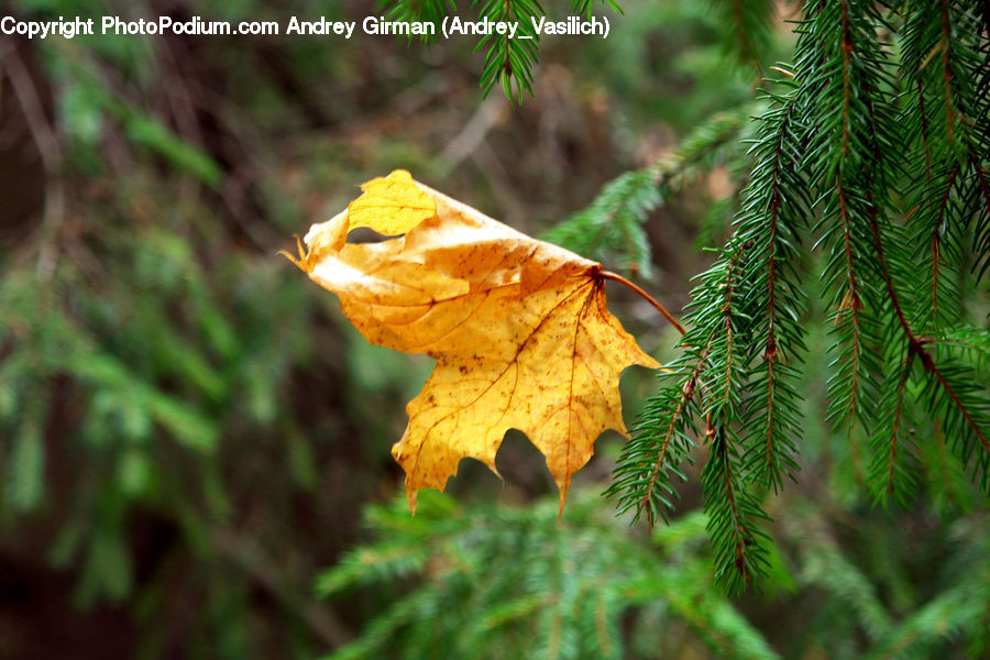 Maple, Maple Leaf, Plant, Conifer, Fir, Tree, Blossom