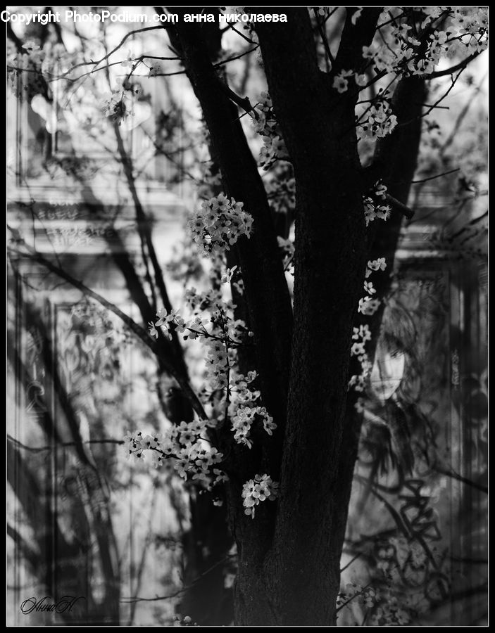 People, Person, Human, Birch, Tree, Wood, Ivy