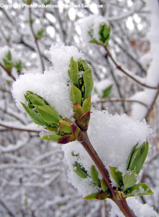 Bird, Parakeet, Parrot, Frost, Ice, Outdoors, Snow