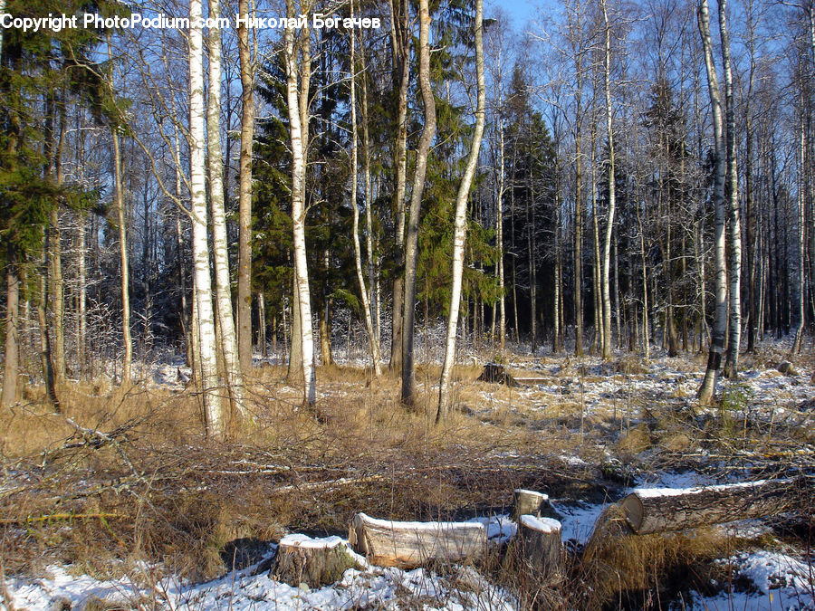 Birch, Tree, Wood, Forest, Vegetation, Land, Marsh