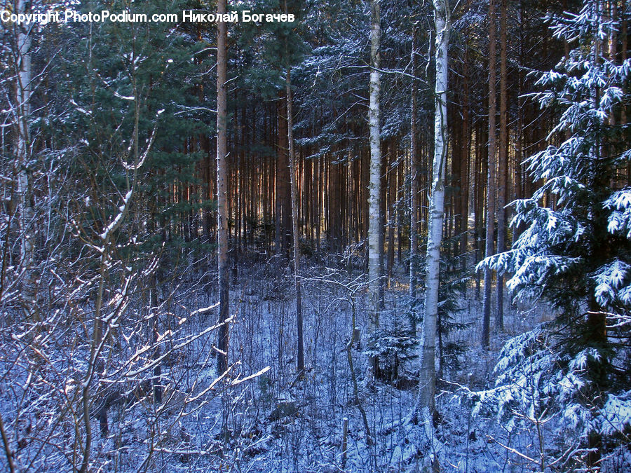 Forest, Vegetation, Conifer, Fir, Plant, Tree, Pine