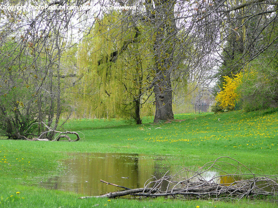 Plant, Tree, Willow, Forest, Grove, Land, Field