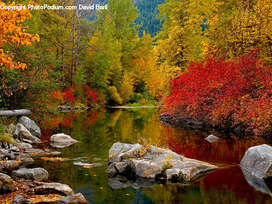 Outdoors, Pond, Water, Creek, River, Rock, Stream