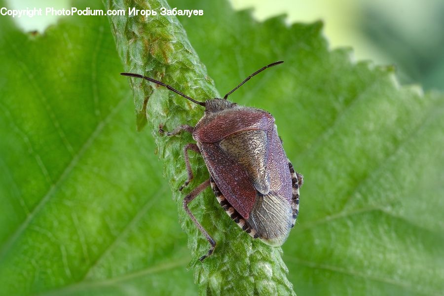 Cockroach, Insect, Invertebrate, Asilidae, Aphid, Cricket Insect, Grasshopper