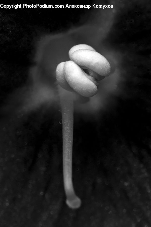 Smoke, Agaric, Amanita, Fungus, Mushroom, Plant, Bird