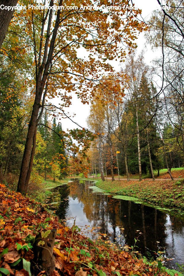 Land, Marsh, Outdoors, Swamp, Water, Ivy, Plant
