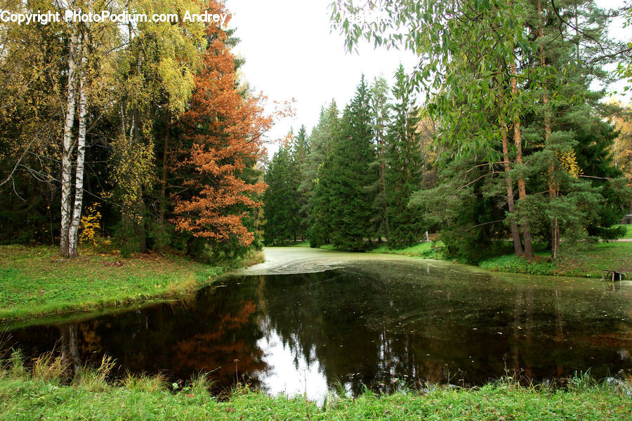 Outdoors, Pond, Water, Conifer, Fir, Plant, Tree