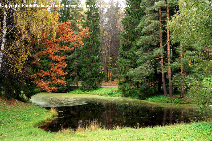 Conifer, Fir, Plant, Tree, Pine, Spruce, Wood