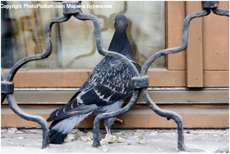 Bird, Dove, Pigeon, Bench