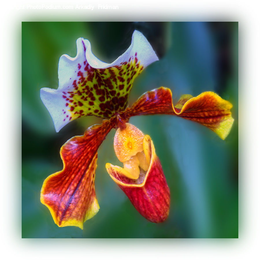 Blossom, Flora, Flower, Orchid, Plant, Petal, Collage