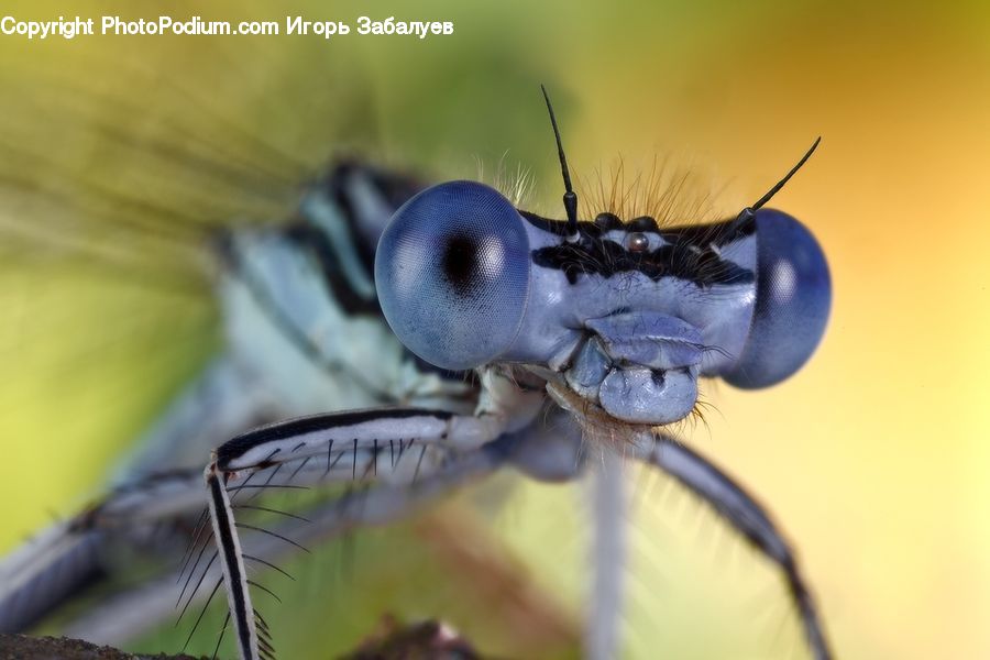Ant, Insect, Invertebrate, Anisoptera, Dragonfly, Asilidae, Bird