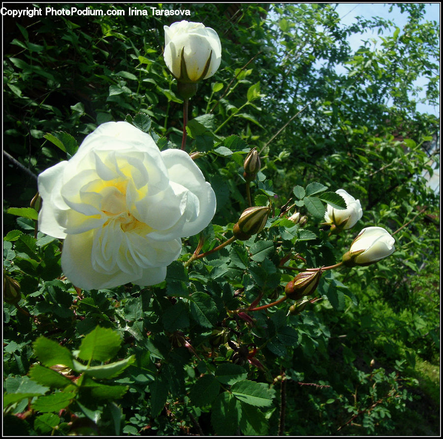 Blossom, Flower, Peony, Plant, Flora, Hibiscus, Poppy
