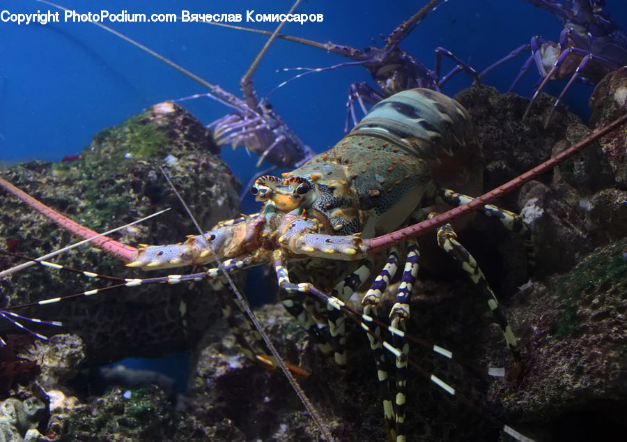 Food, Lobster, Sea Life, Seafood, Forest, Jungle, Rainforest