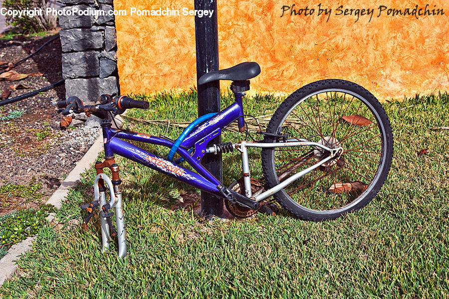 Bicycle, Bike, Vehicle, Moss, Plant, Potted Plant, Path