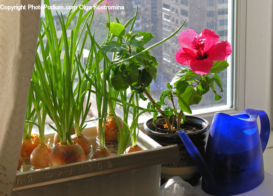 Plant, Potted Plant, Blossom, Flora, Flower, Geranium, Cup