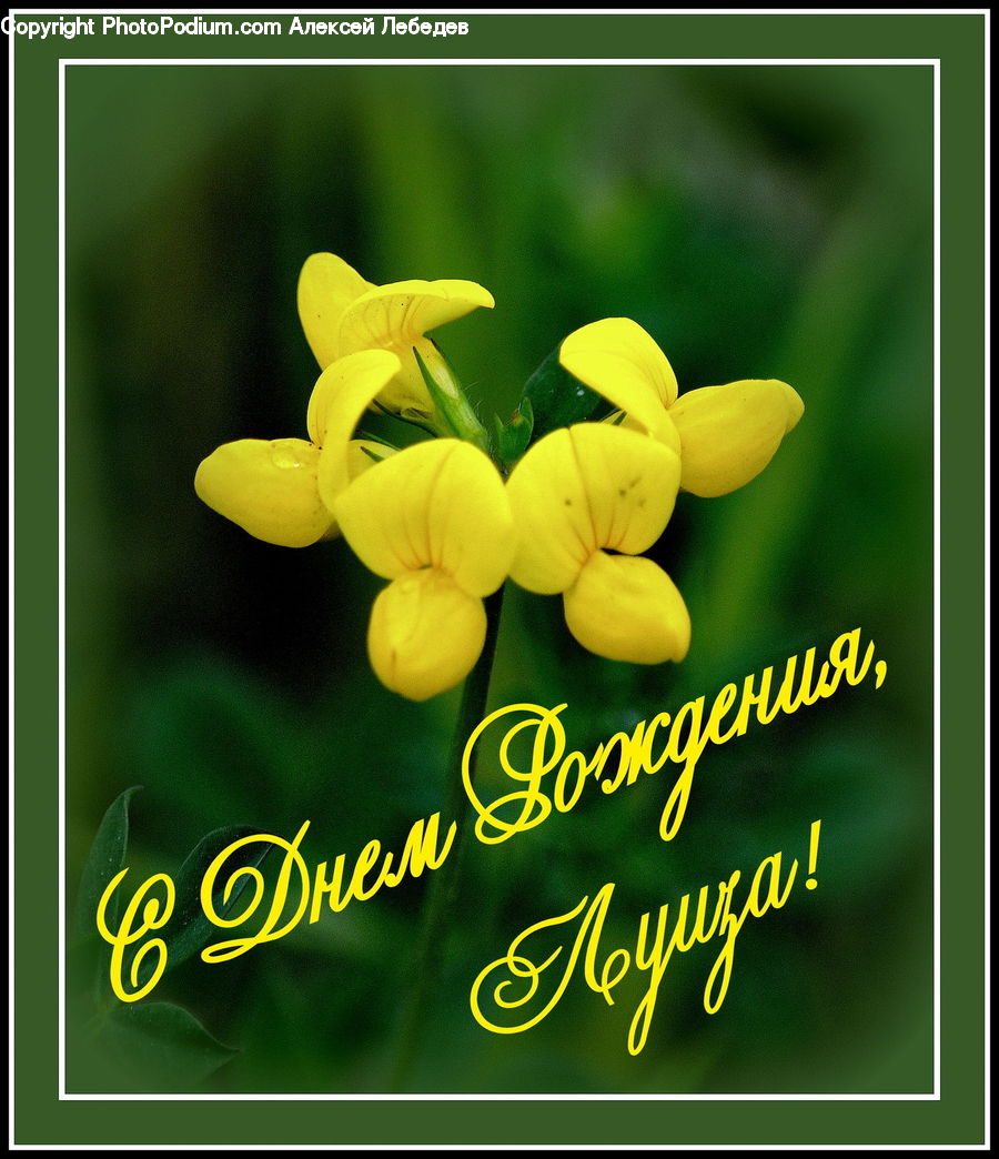 Blossom, Flora, Flower, Plant, Brochure, Flyer, Poster