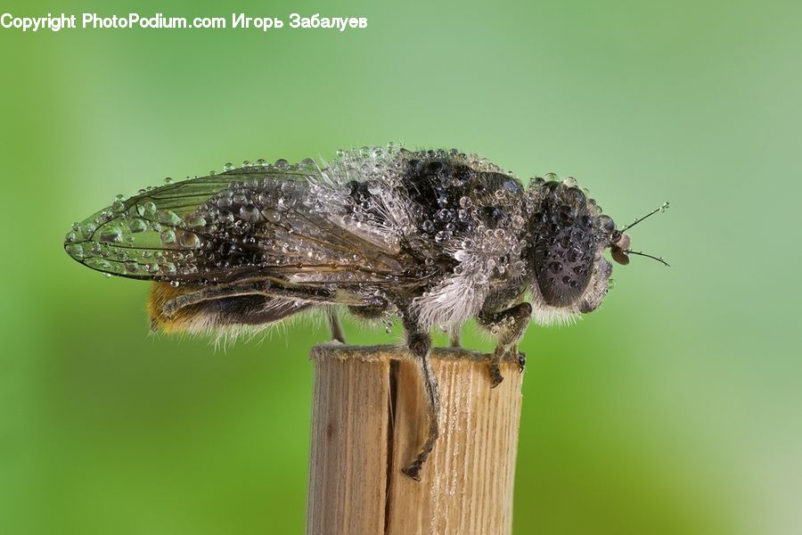 Bee, Insect, Invertebrate, Asilidae, Mosquito, Butterfly, Andrena