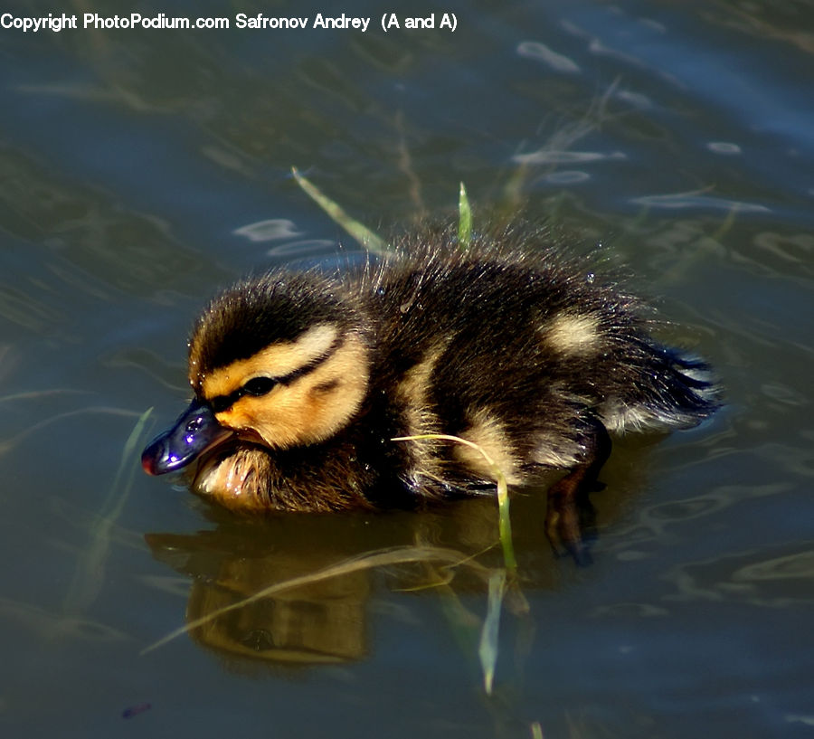 Bird, Duck, Teal, Waterfowl, Bonito, Coho, Fish