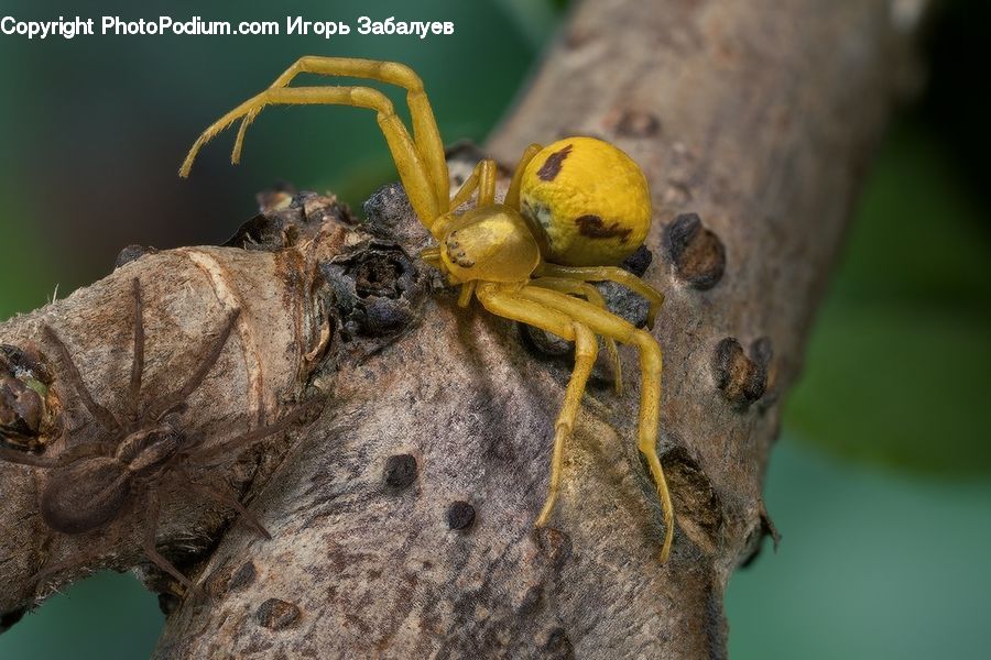 Arachnid, Garden Spider, Insect, Invertebrate, Spider, Bee, Hornet