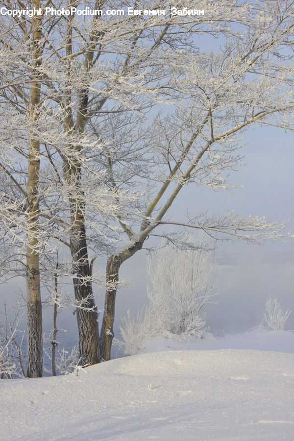 Birch, Tree, Wood, Landscape, Nature, Scenery