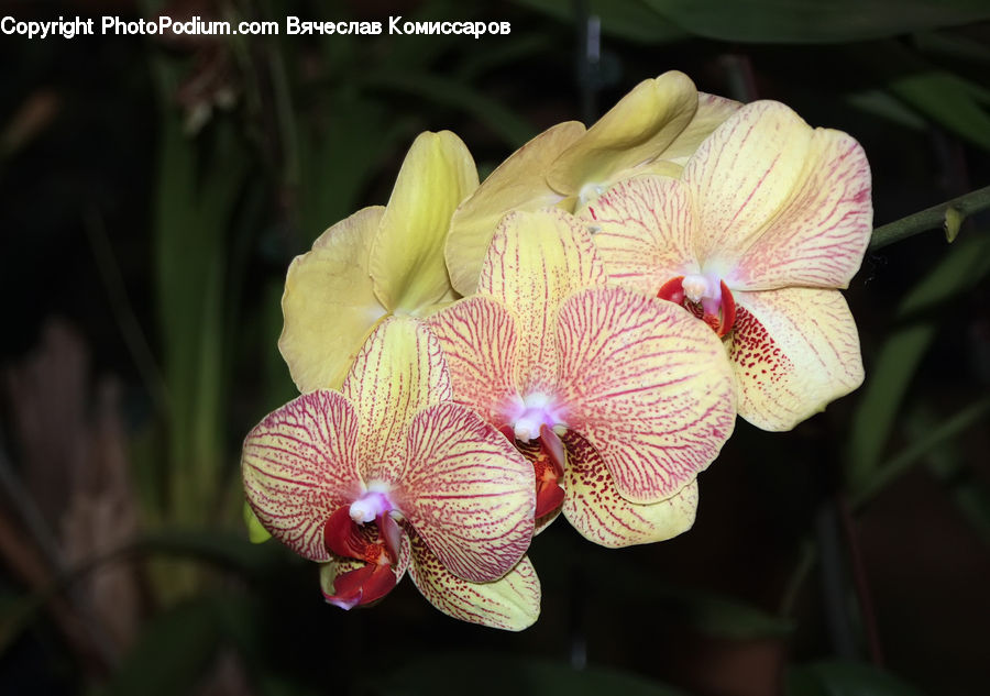 Blossom, Flora, Flower, Plant, Bud, Orchid, Petal