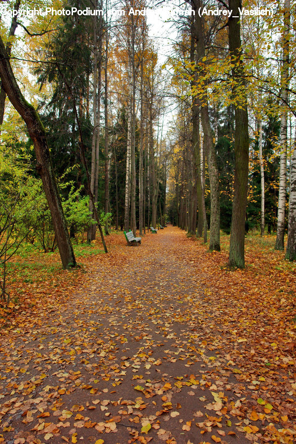 Forest, Vegetation, Grove, Land, Dirt Road, Gravel, Road