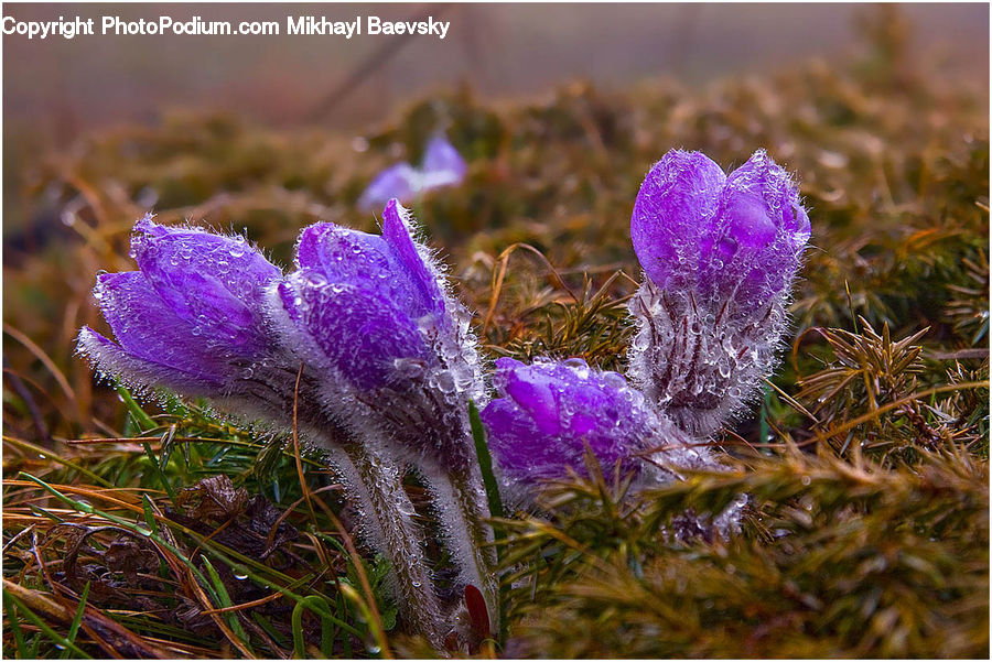 Blossom, Crocus, Flora, Flower, Plant, Thistle, Weed