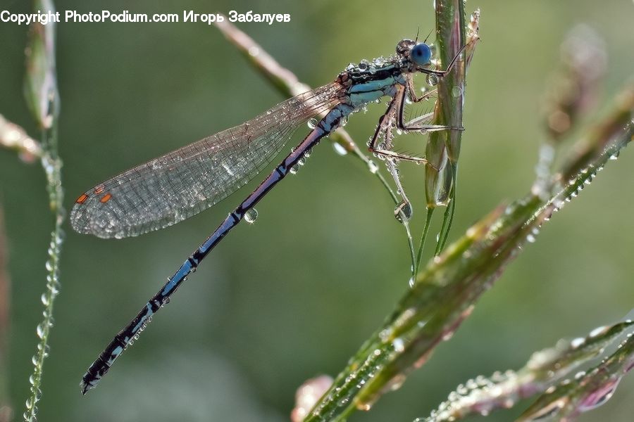 Anisoptera, Dragonfly, Insect, Invertebrate