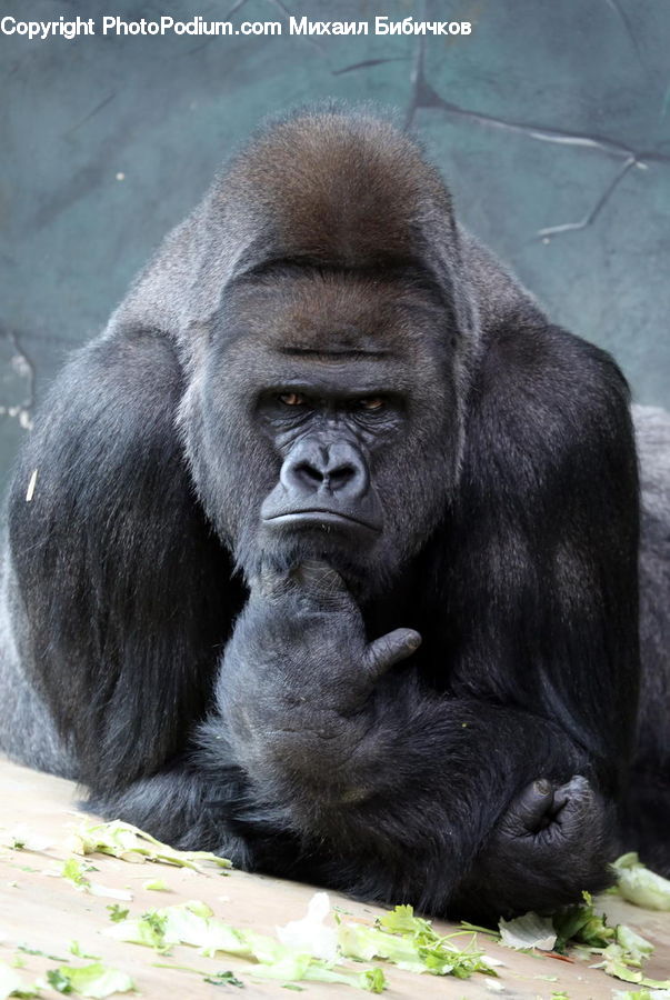 Animal, Ape, Mammal, Monkey