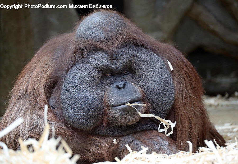 Animal, Mammal, Monkey, Orangutan
