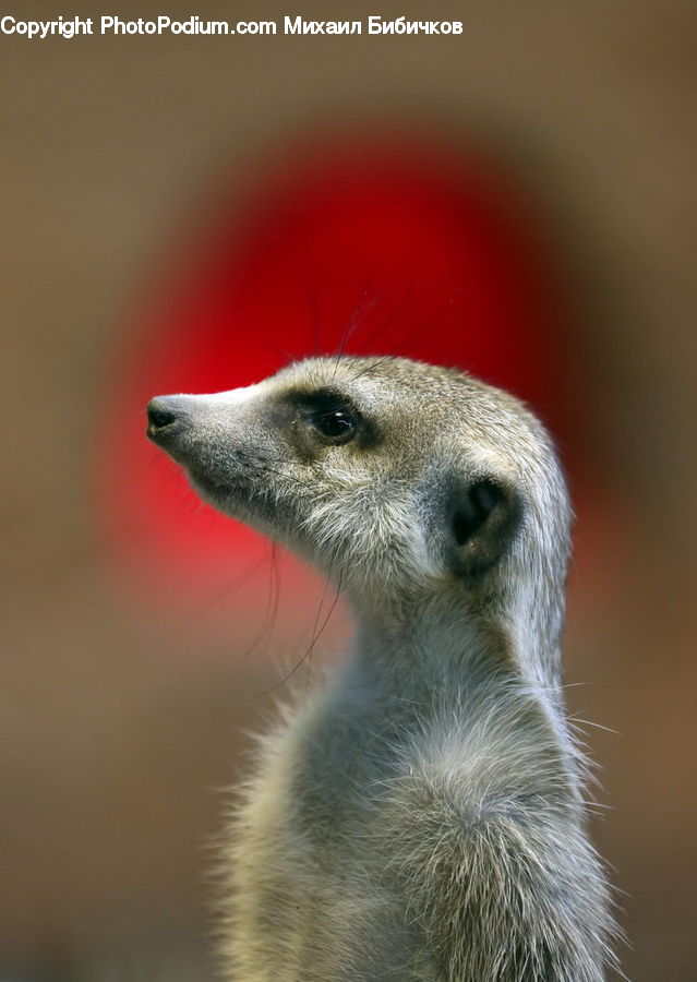 Animal, Mammal, Meerkat, Wildlife, Beak, Bird, Buzzard