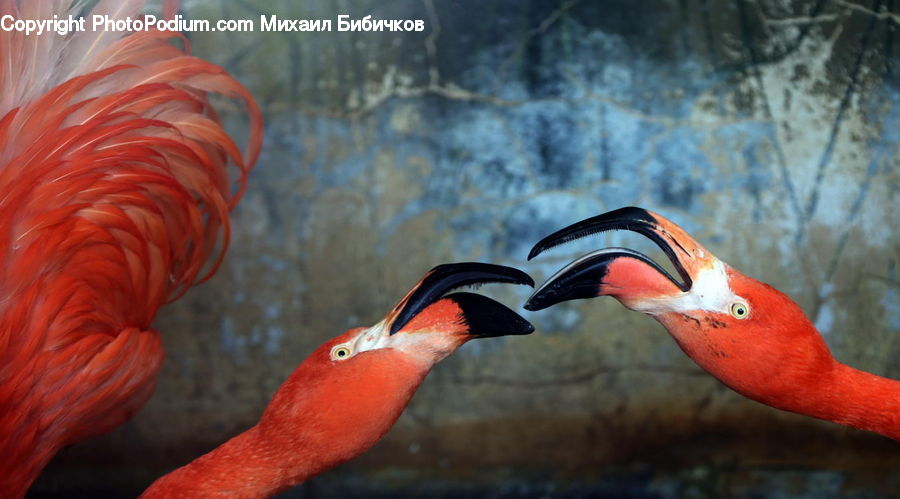 Bird, Flamingo, Flock