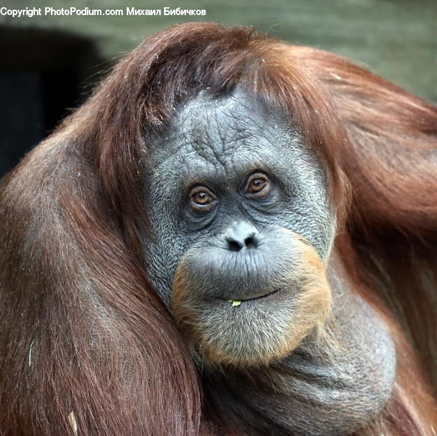 Animal, Mammal, Monkey, Orangutan