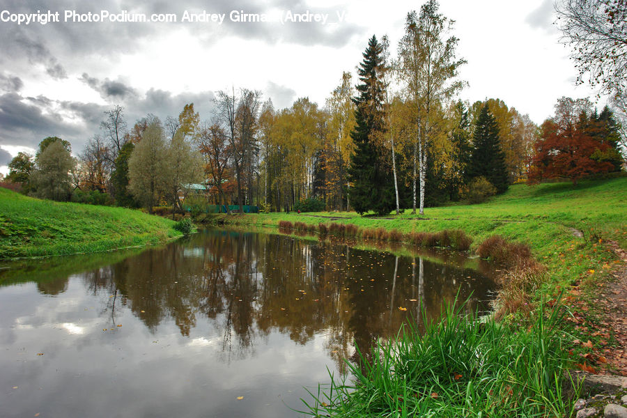 Outdoors, Pond, Water, Field, Grass, Grassland, Plant