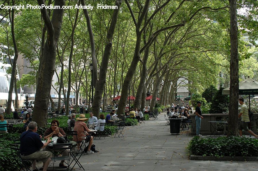 People, Person, Human, Bench, Ivy, Plant, Vine