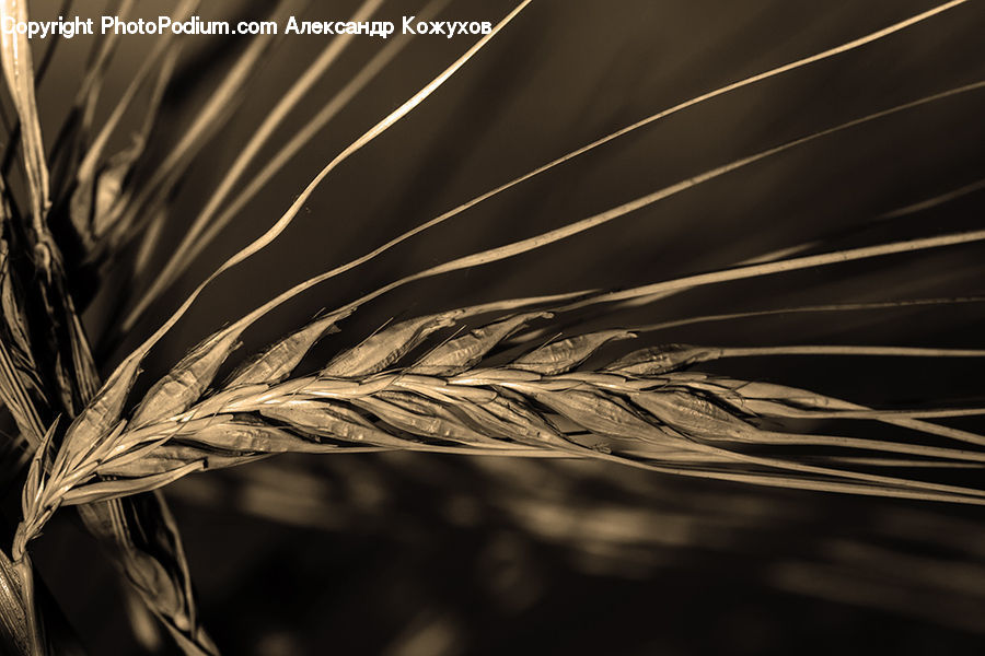 Field, Grass, Grassland, Plant, Grain, Wheat, Conifer