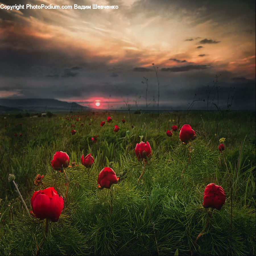 Field, Grass, Grassland, Land, Outdoors, Blossom, Flora