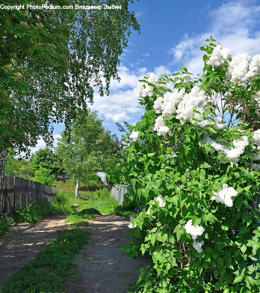 Dirt Road, Gravel, Road, Bush, Plant, Vegetation, Blossom