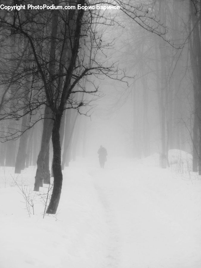 Blizzard, Outdoors, Snow, Weather, Winter, Plant, Tree