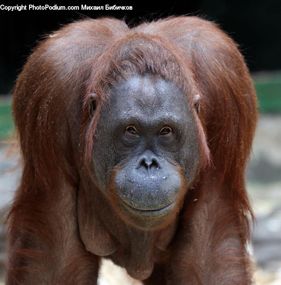 Animal, Mammal, Monkey, Orangutan
