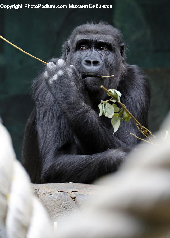 Animal, Ape, Mammal, Monkey