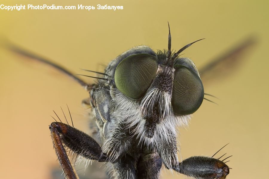 Andrena, Apidae, Bee, Bumblebee, Insect, Invertebrate, Asilidae