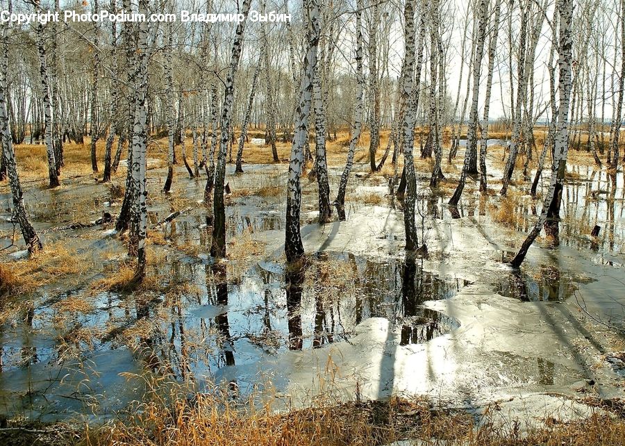 Land, Marsh, Outdoors, Swamp, Water, Birch, Tree