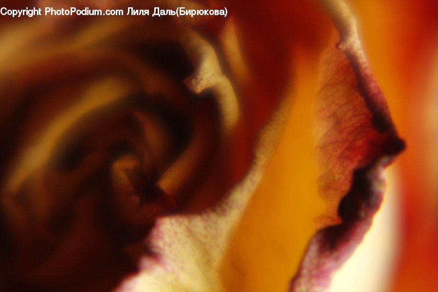 Flora, Flower, Gladiolus, Plant, Blossom, Carnation, Face