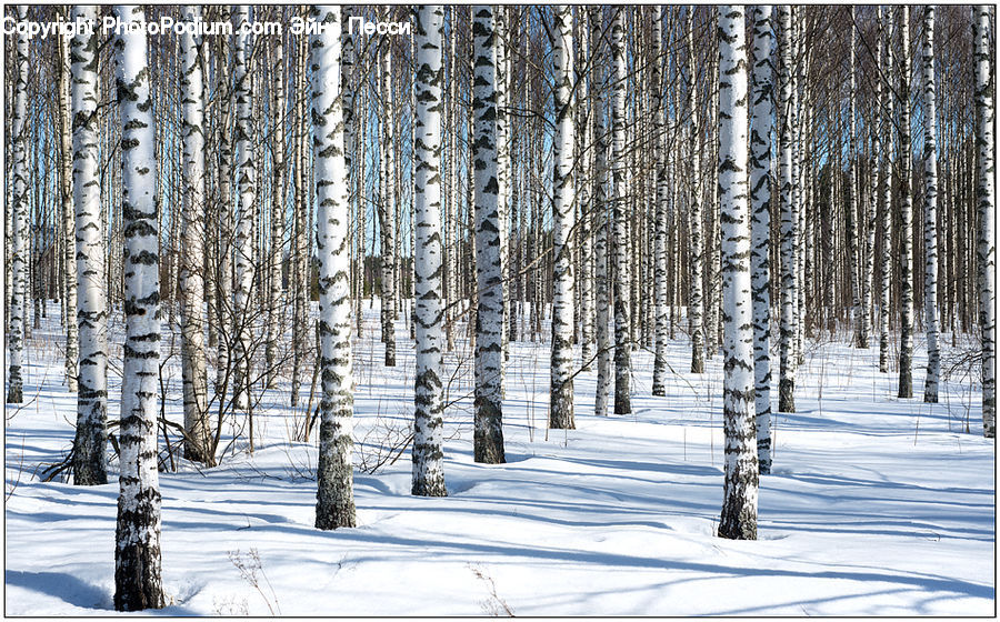 Birch, Tree, Wood, Forest, Vegetation, Plant, Fir